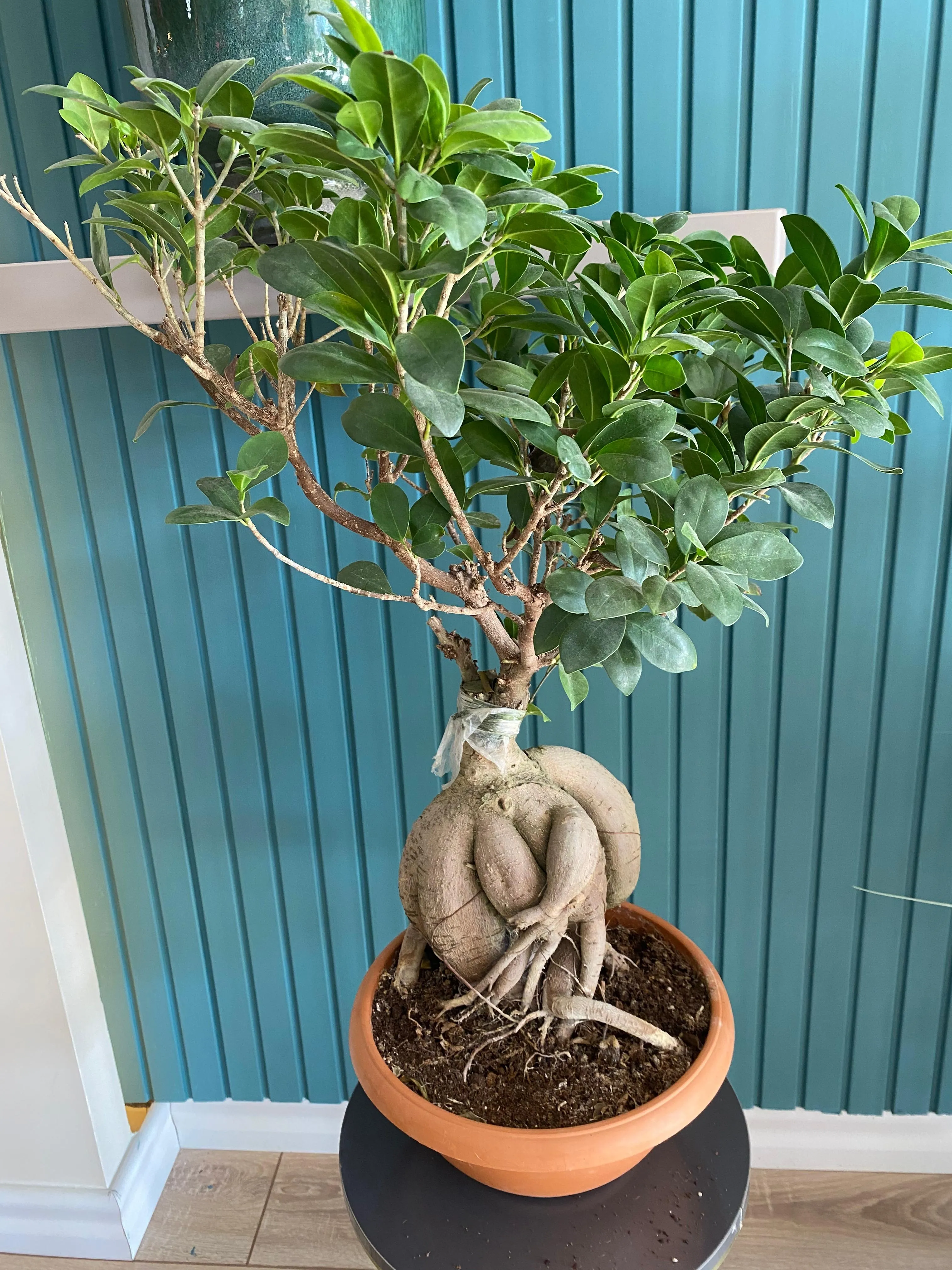 Bonsai 4