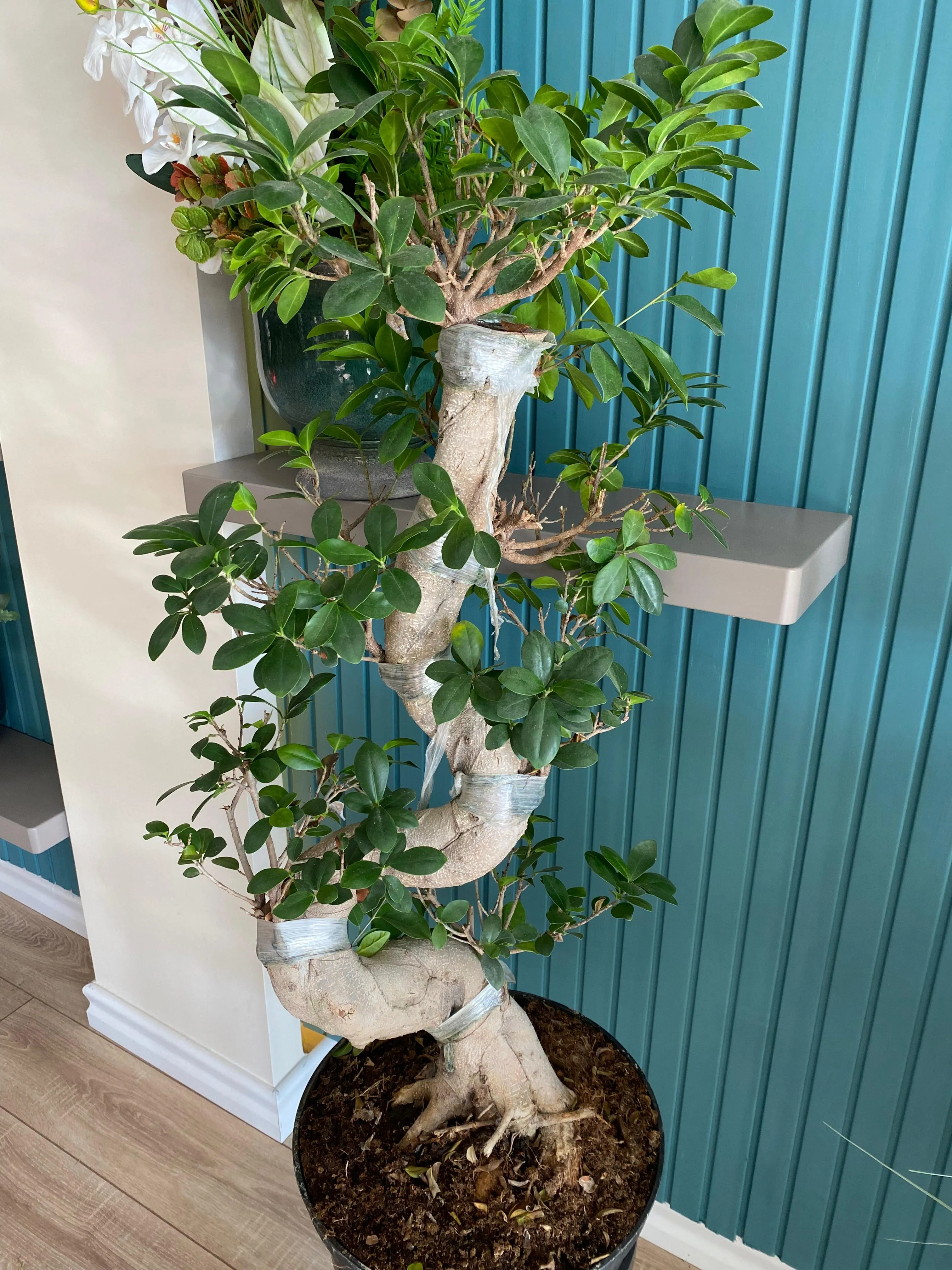 Bonsai 3