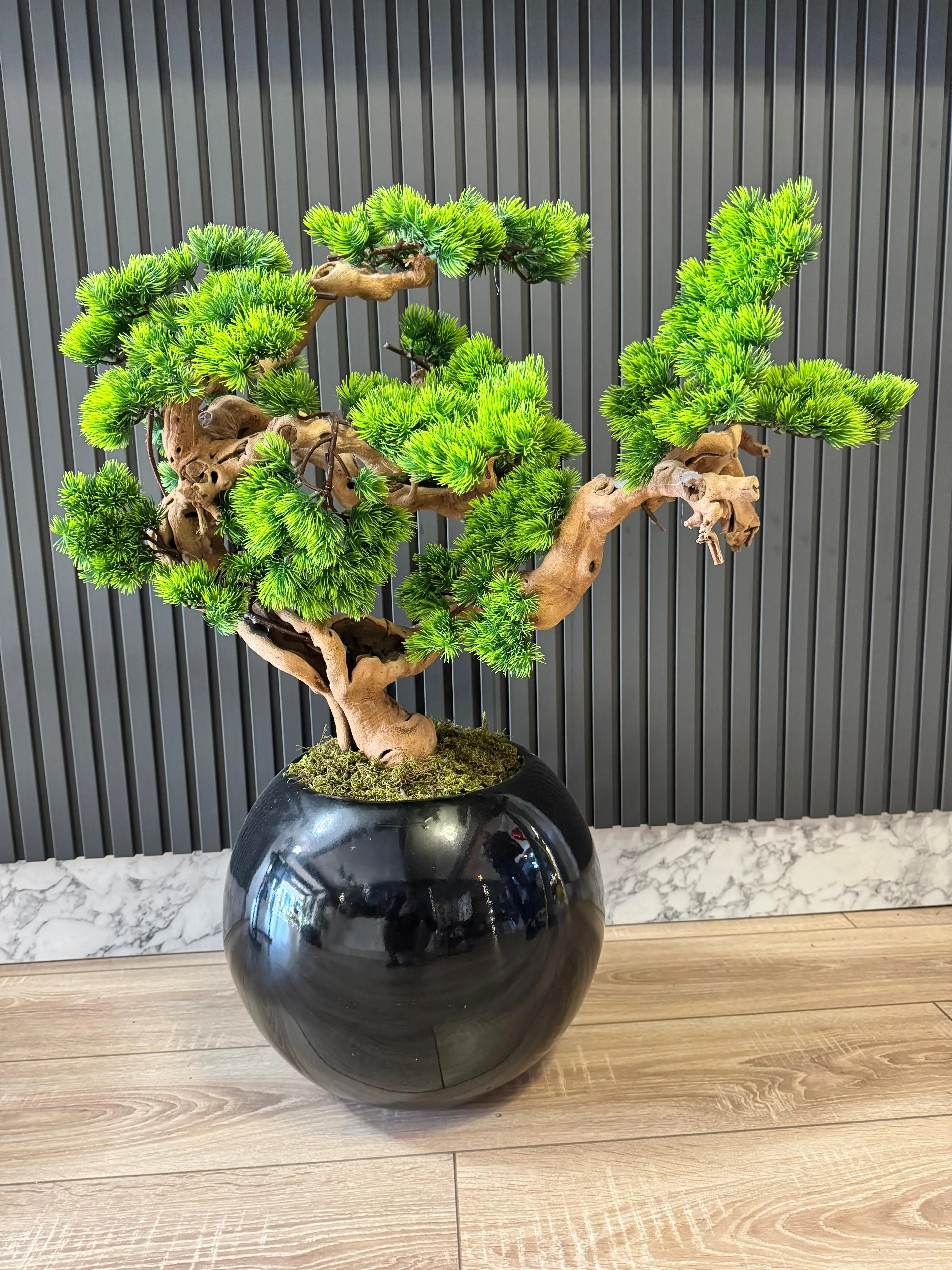 Bonsai 5 